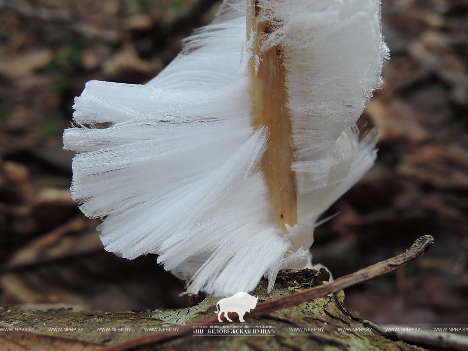 Ледяные волосы 2.jpg