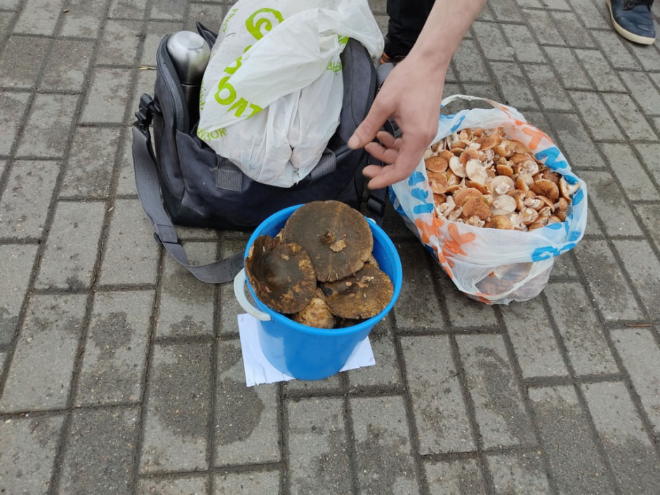 могилевская_черныйгруздь.jpg могилевская_черныйгруздь.jpg