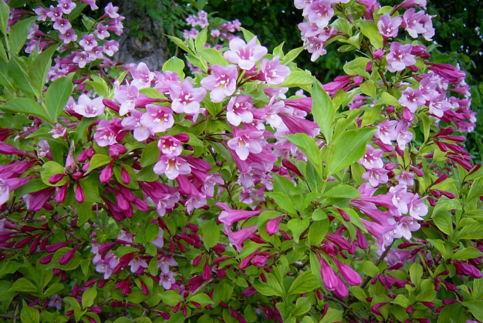 Вейгела уход