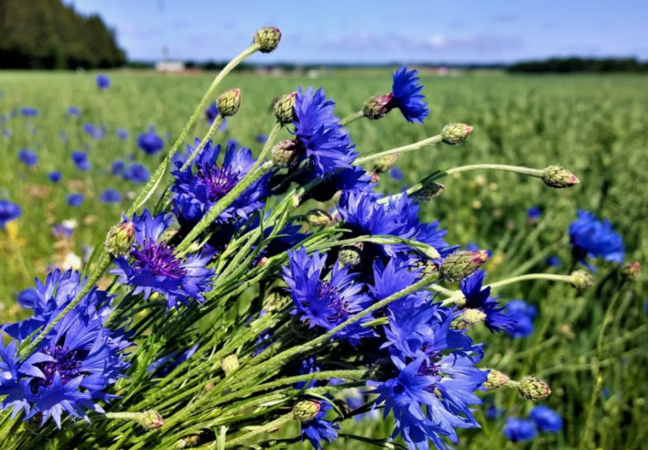 василек .jpg василек .jpg