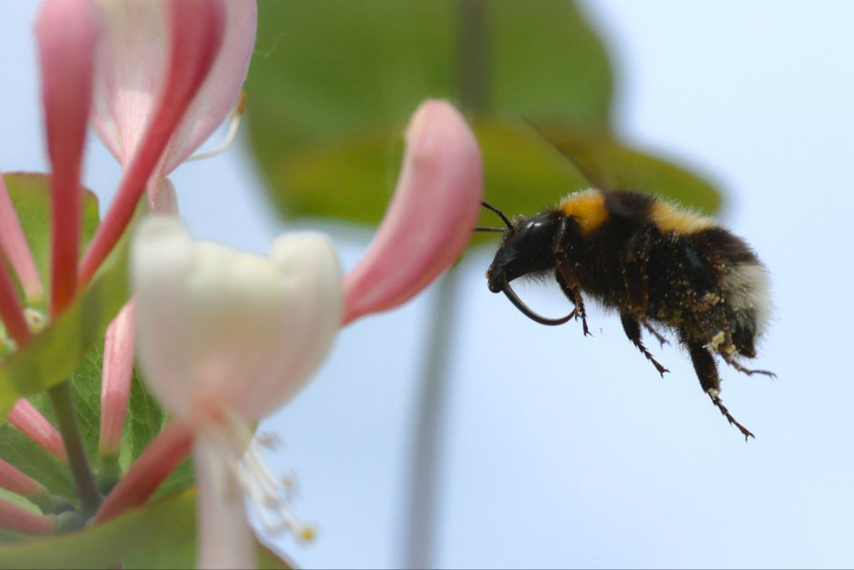 Инна Шкурко Пчела 1.jpg