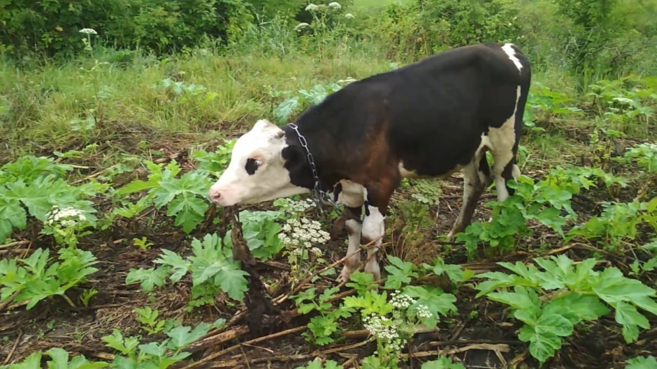 Борщевик Сосновского 3.jpg