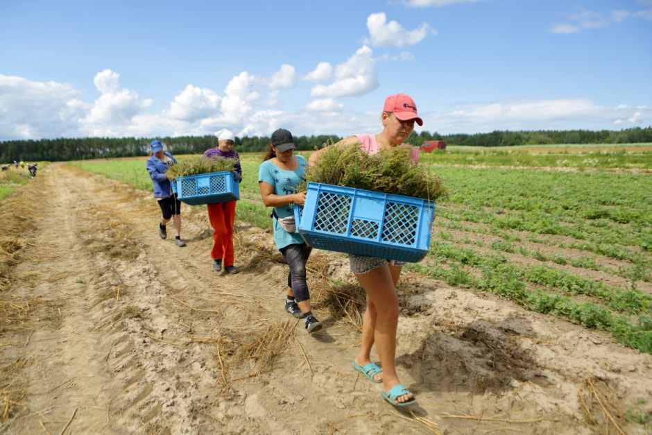 Фиточаи Калина 18.jpg