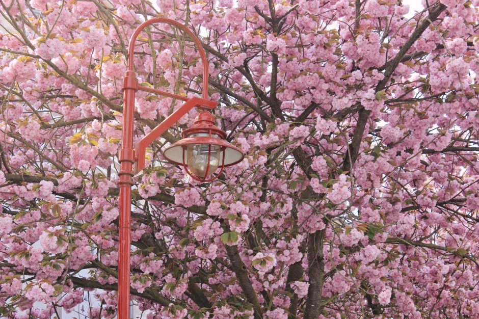 Ханами Марбург 10.jpg