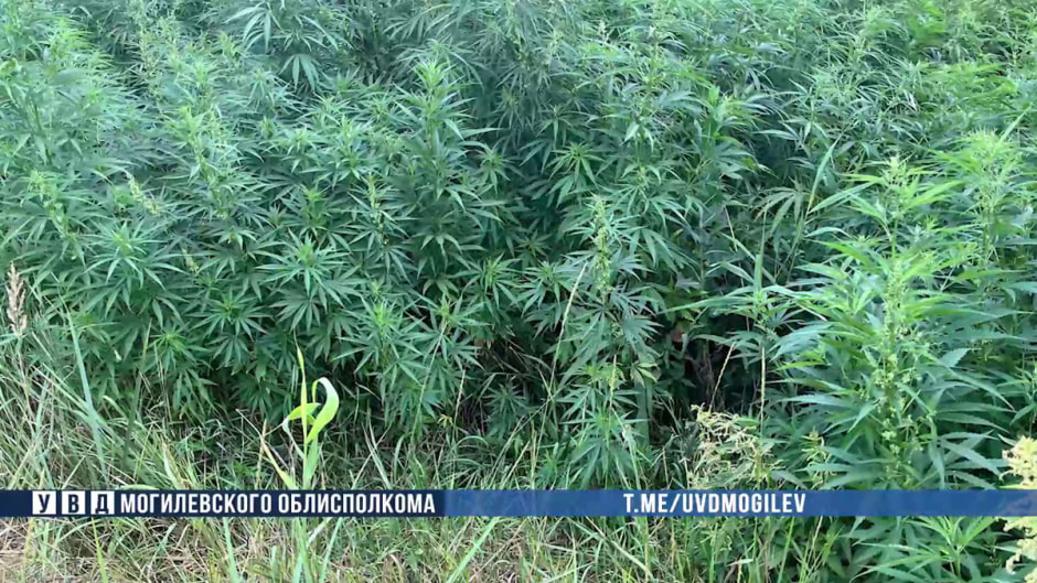 konoplia2.jpg