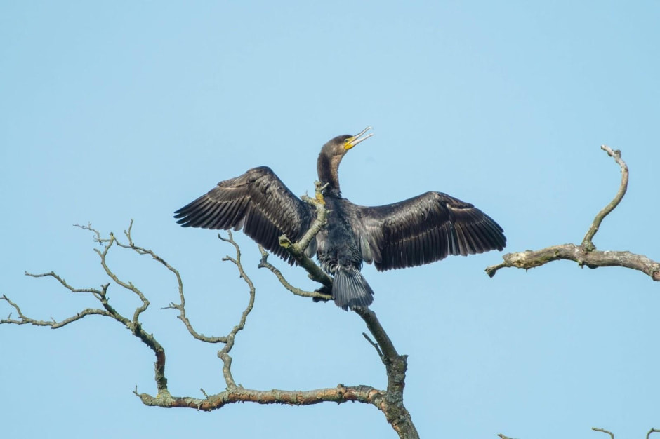 Баклан расставил крылья 11-Баклан расставил крылья.jpg