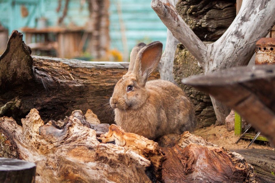 Агроусадьба Букашкин дом 20.jpg