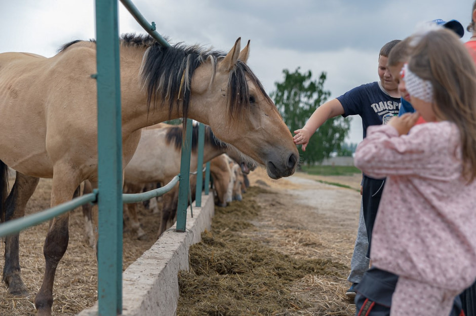 Лошади в Столинском районе 1.jpg