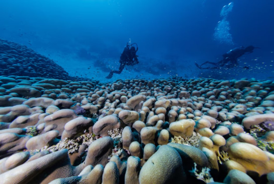 коралл 3.jpg коралл 3.jpg