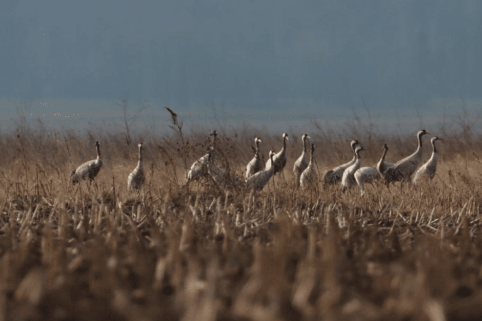Журавли.png