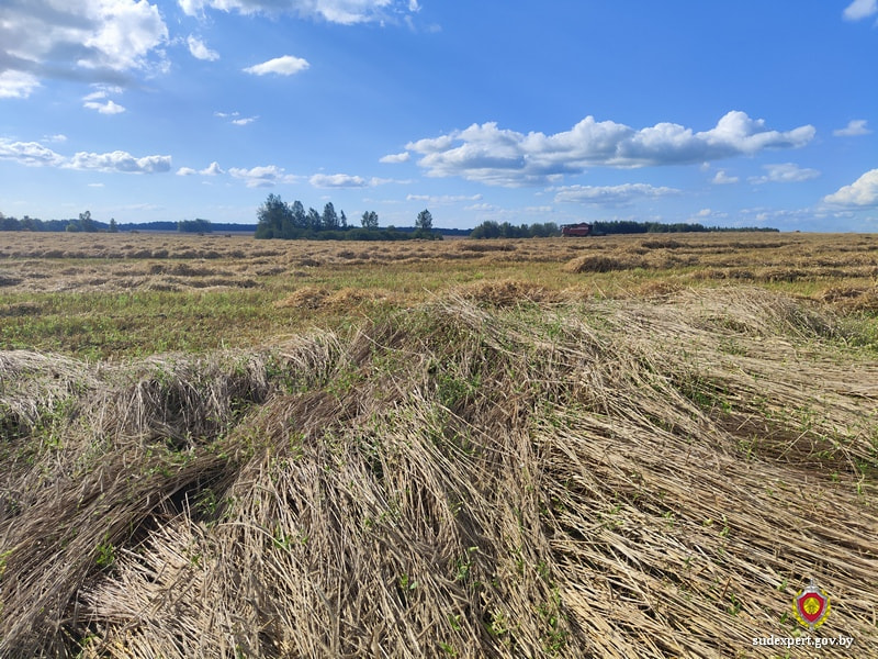 Житель Костюкович пошел на кладбище и не вернулся. Его останки нашли в поле (2).jpg