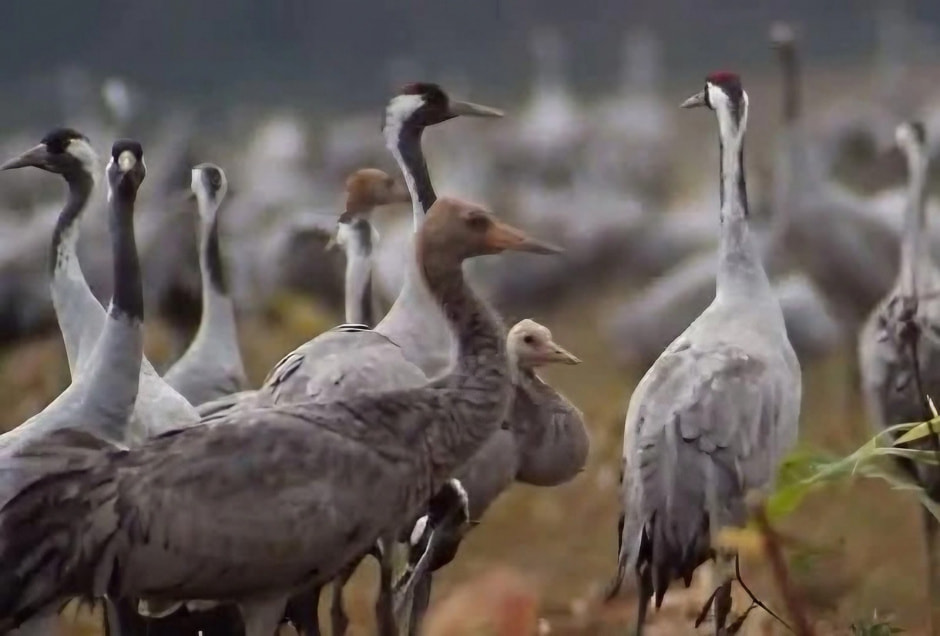 12-Серые журавли.jpeg