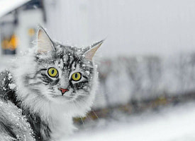 Днем температура рухнет до +3°С. Синоптики предупредили Беларусь о балтийском холодном фронте