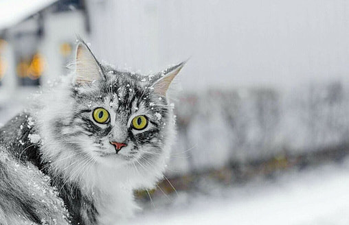 Днем температура рухнет до +3°С. Синоптики предупредили Беларусь о балтийском холодном фронте