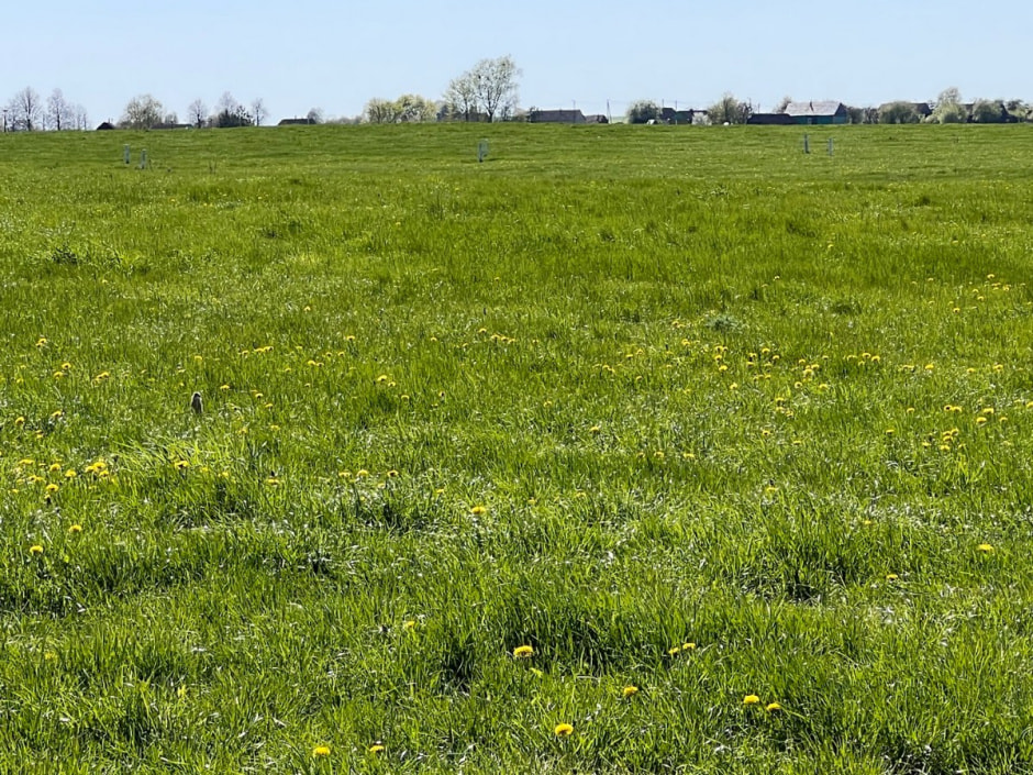 Наблюдаем за сусликами 26.jpg