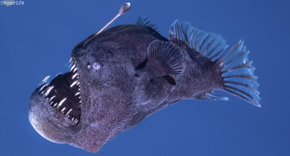 Удильщик2.jpg Удильщик2.jpg