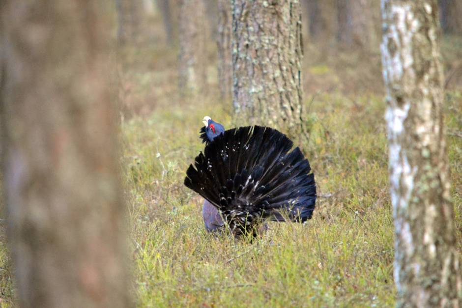 Глухари 11.png