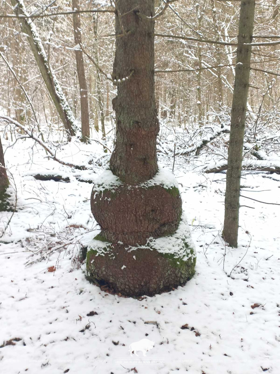 ель в беловежской пуще.jpg