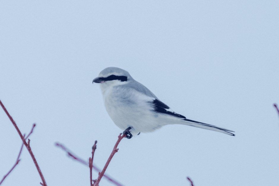 Сорокопут 3.png