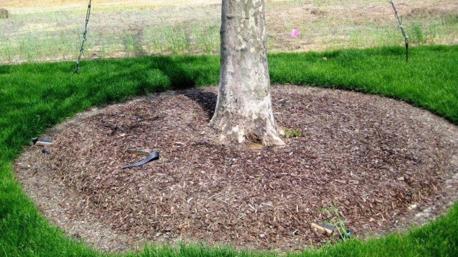 Как ухаживать за приствольными кругами 1.jpg