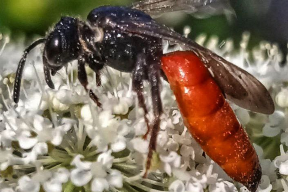 Интересное об осах 7.png