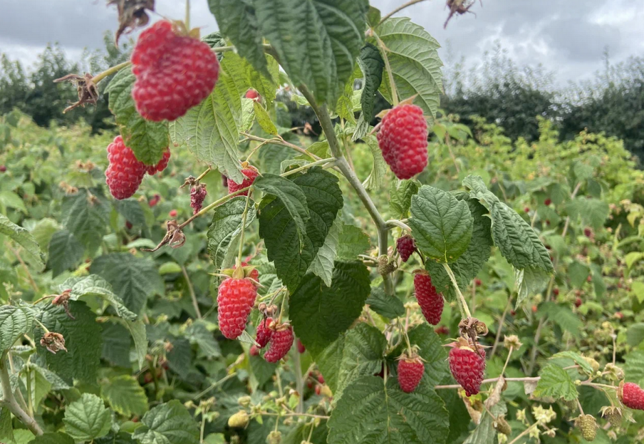 Малина 2.png Малина 2.png