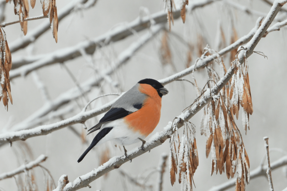 Снегири 3.png