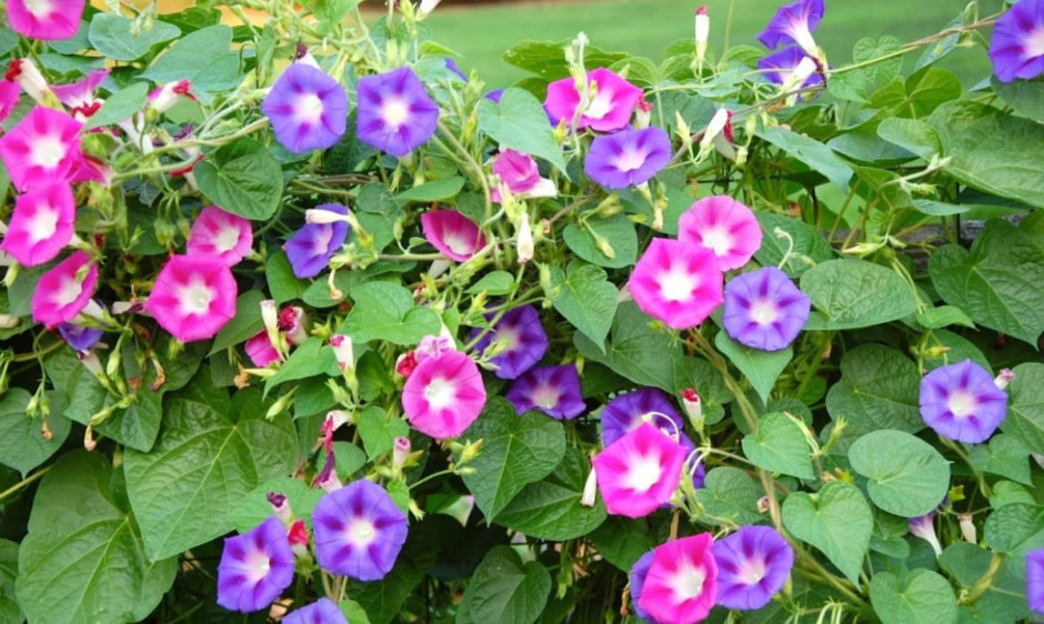 ипомея.jpg ипомея.jpg