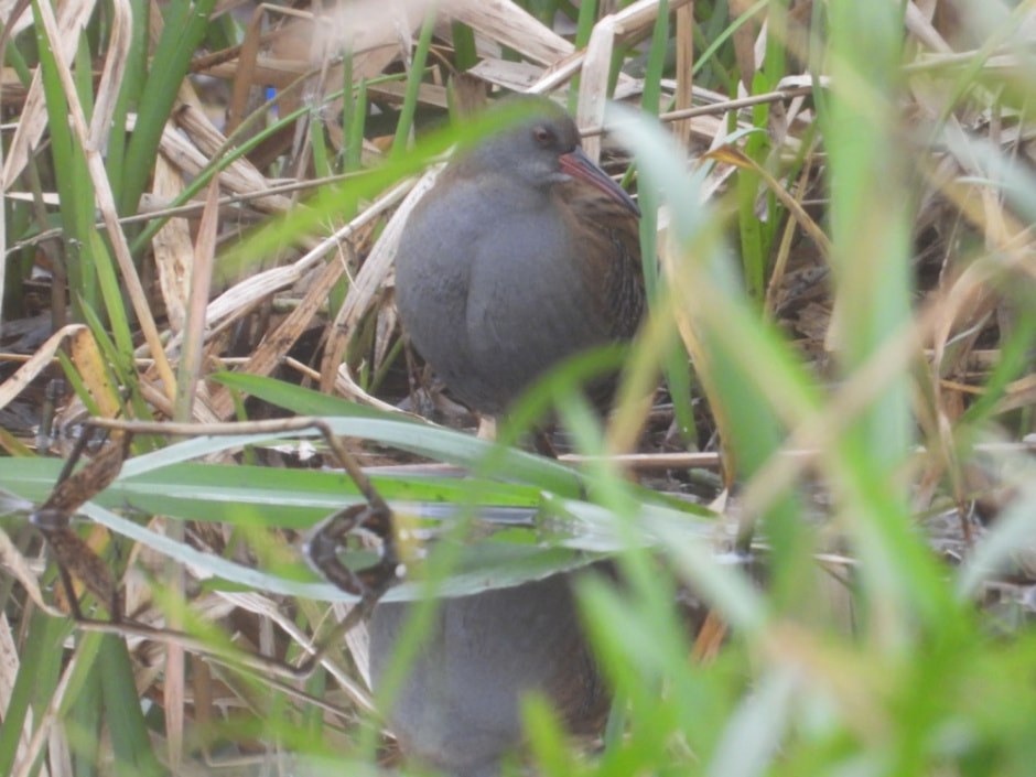 Сергей Резов и бердвотчинг 7.jpg