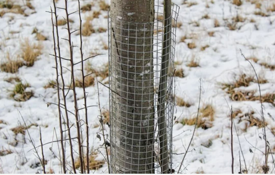 защита дерева защита дерева.jpg