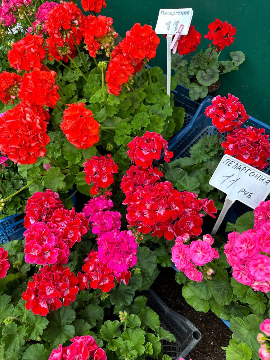 цветы балкон 10.jpg