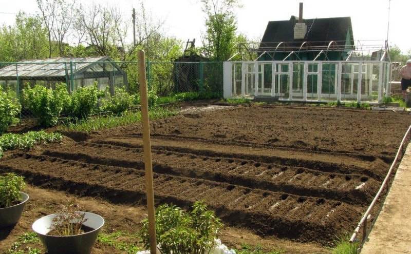 сад огород 4.jpg