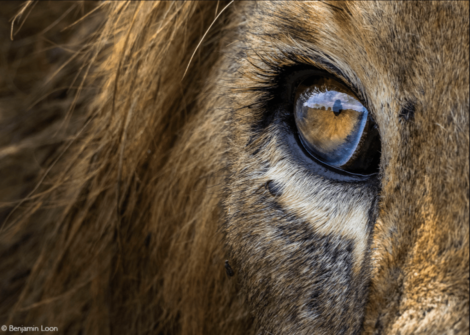 Африка-глаз льва