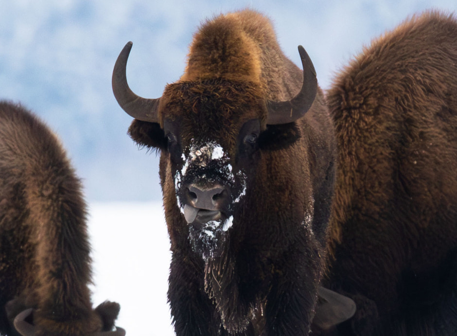 Тиханович Алена_2.jpg