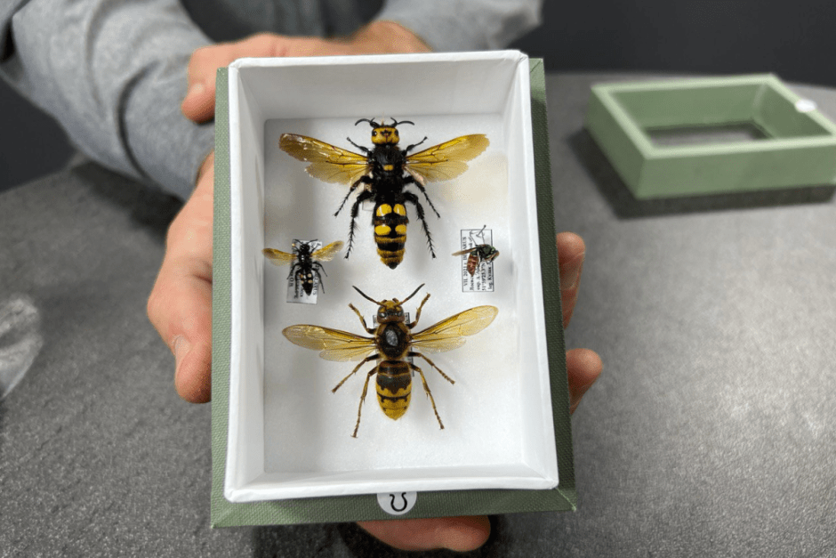 Интересное об осах 11.png