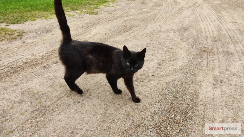 кот.jpg кот.jpg