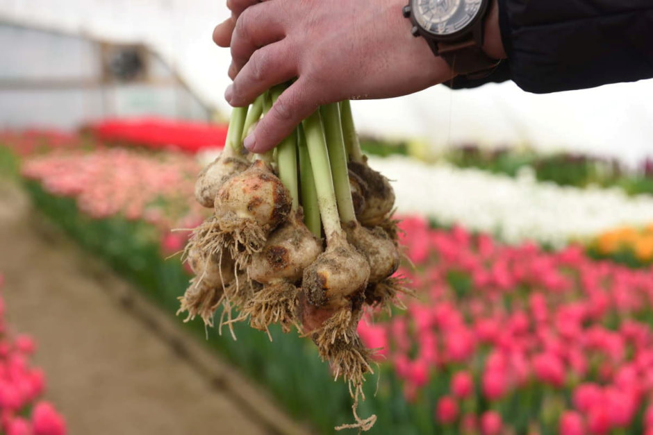 Как на Полесье выращивают тюльпаны 25.jpg