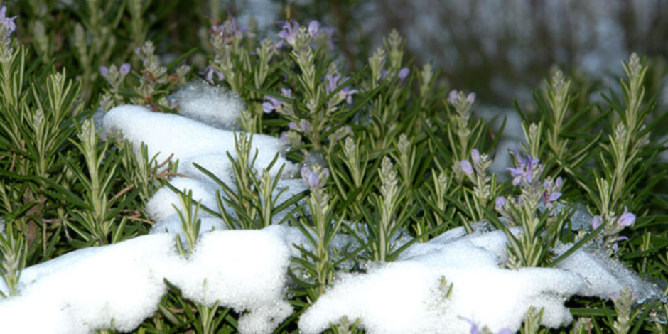 розмарин.jpg розмарин.jpg