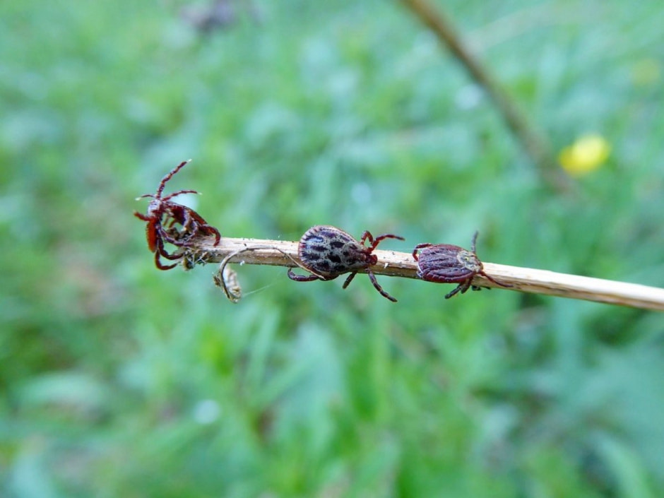 Клещи 8.jpg Клещи 8.jpg