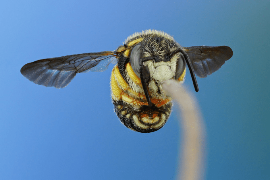 Макрофото насекомых 4.png