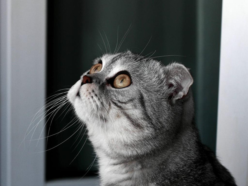 Мимика кота.jpg