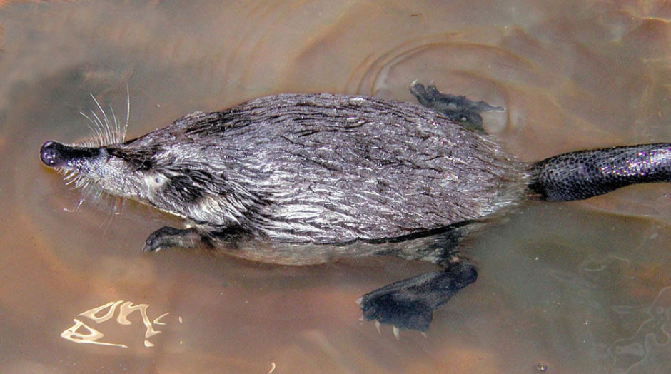 Выхухоль в Беларуси 9.jpg