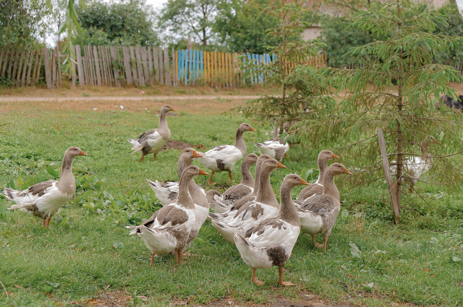 Рыбак из Спорово 8.jpg