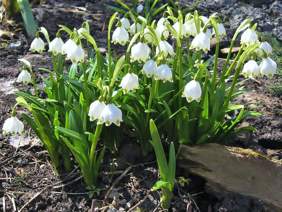 Высаживаем луковичные 5.jpg