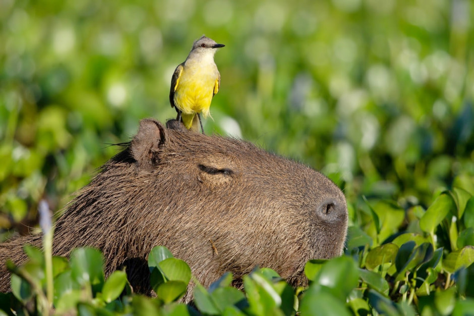 Капибары в Парке животных 8.jpg