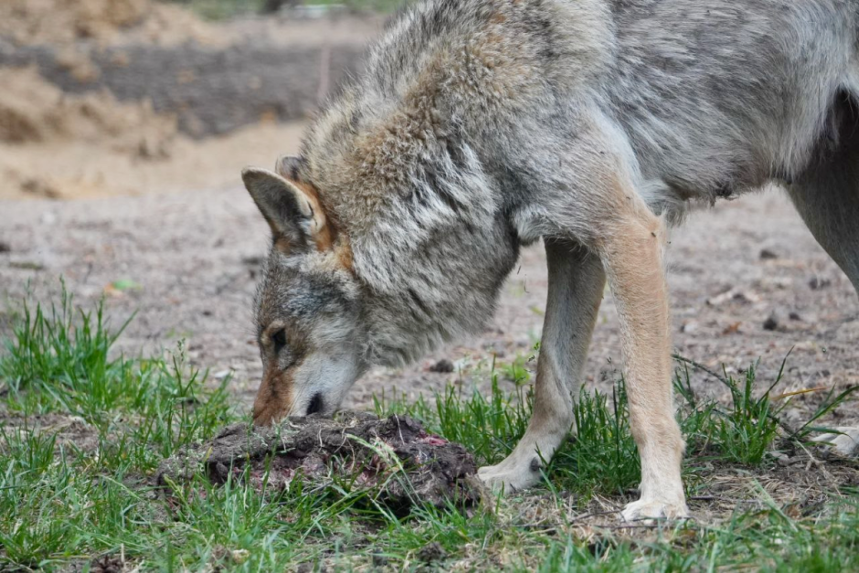 Волки 8_Фото Ольга Шугалевская.png