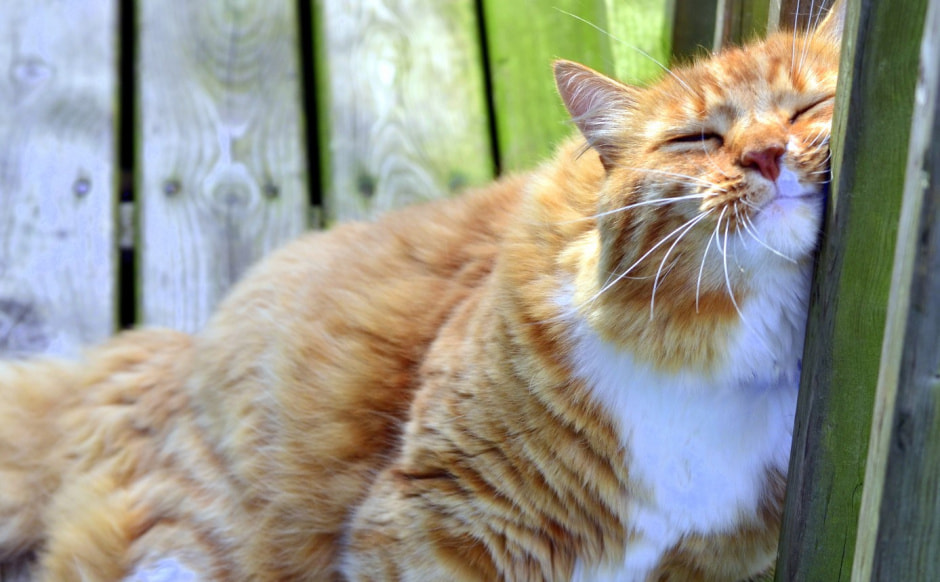 Кот и солнце.jpg