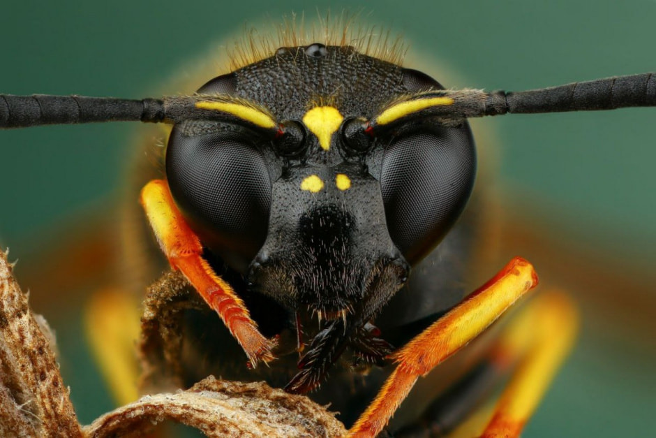 Фотограф насекомых 12.jpg