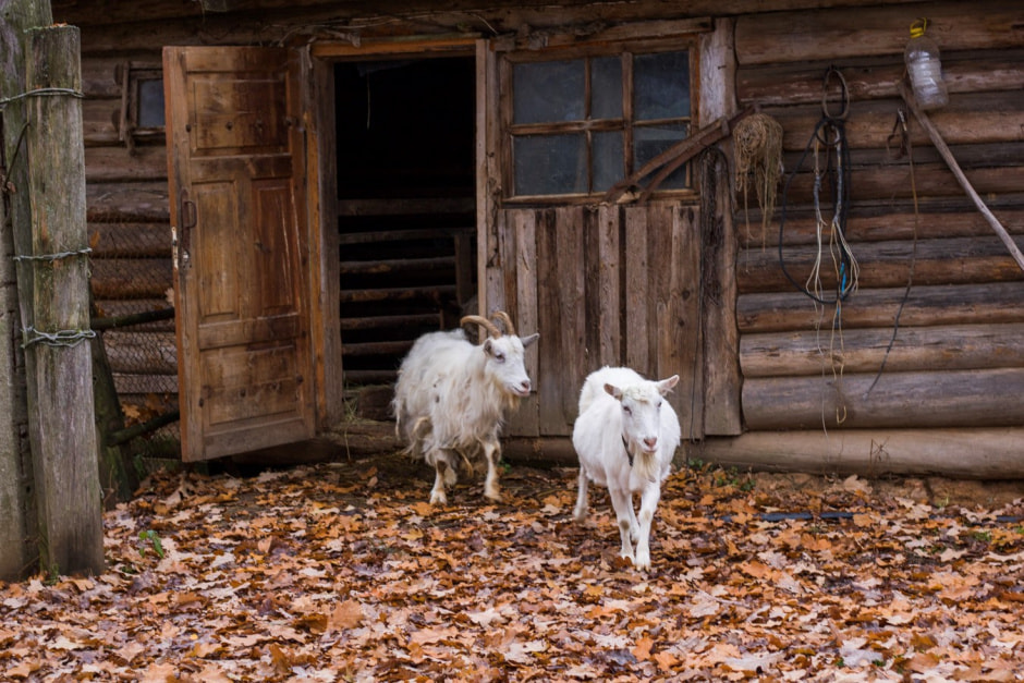 Одни на целый хутор Красный бор 18.jpg
