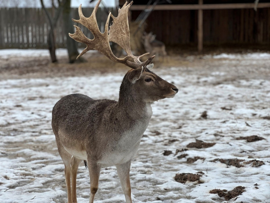 Экопарк Акварель 27.jpg